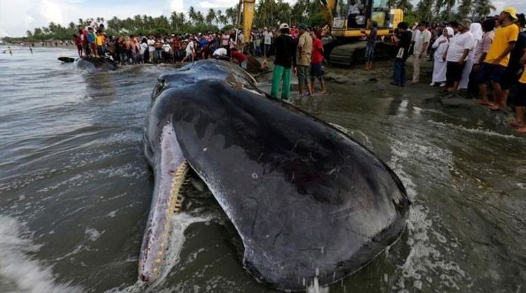 أحد الحيتان على الشاطئ في إندونيسيا يحمل 13 رطلاً من البلاستيك في معدته نهر اليانغستي مختنقا بالملوثات والنفايات البلاستيكية