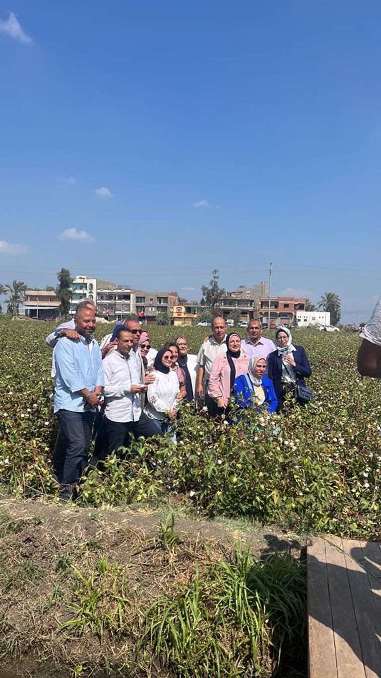 محصول القطن ضمن برنامج القطن الأفضل