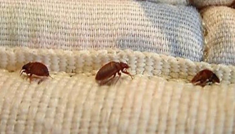 بق الفراش يغزو فرنسا