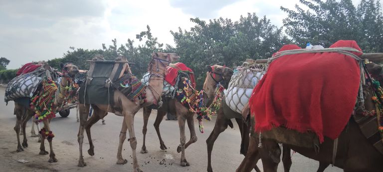 موكب الجمال للسيد البدوي