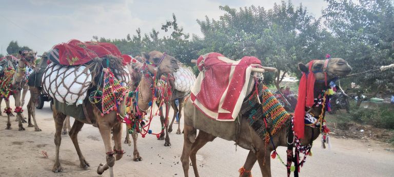 موكب الجمال للسيد البدوي