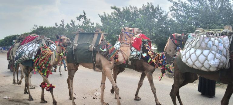 موكب الجمال للسيد البدوي