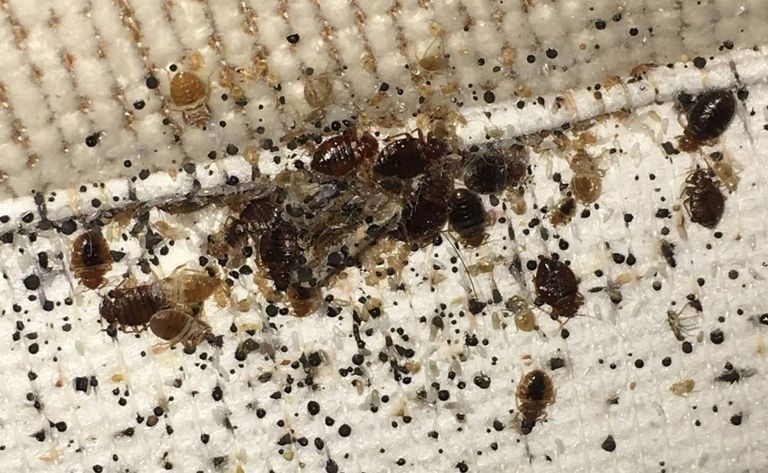 حشرة بق الفراش المزعجة