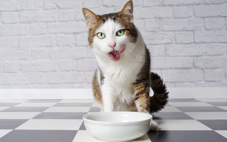 النظم الغذائية للحيوانات الأليفة ترتبط بالمناخ