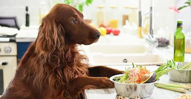 النظم الغذائية للحيوانات الأليفة ترتبط بالمناخ