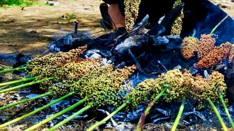 سنابل القمح في اليمن- أرشيفية