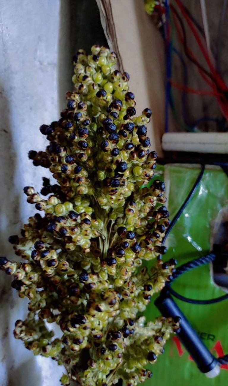 سنابل القمح في اليمن- أرشيفية