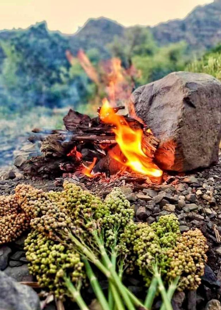 سنابل القمح في اليمن- أرشيفية