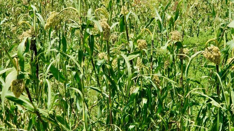 سنابل القمح في اليمن- أرشيفية