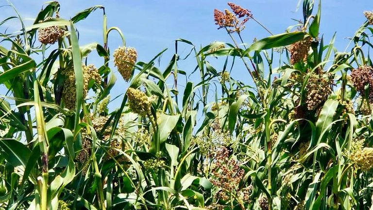 سنابل القمح في اليمن- أرشيفية