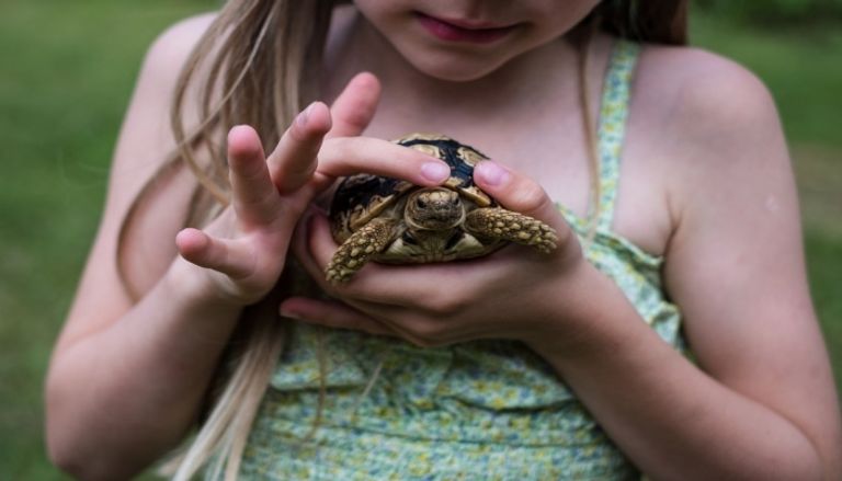 العناية بالسلاحف الصغيرة العناية بالسلاحف الصغيرة