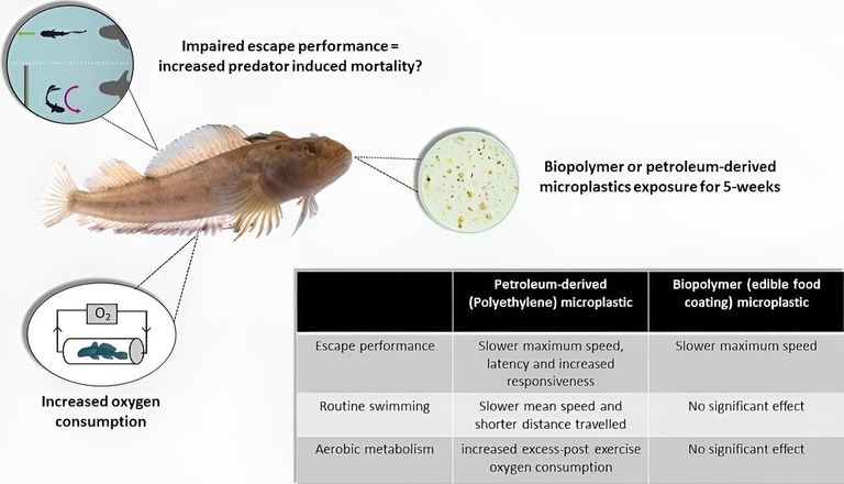 الباحثتان تحملان البلاستيك القابل للتحلل المستخدم في الدراسة 