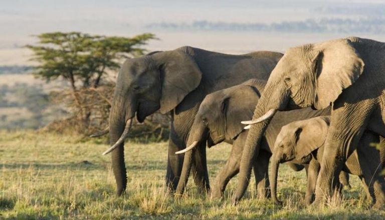 تداعيات تغير المناخ على أسنان الفيل 