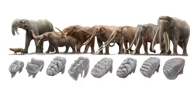 أسنان الفيل: كيف تطورت للتعامل مع التحولات الناجمة عن تغير المناخ