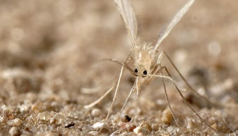 ذبابة الرمل تنقل الطفيلي المسبب لمرض الليشمانيا 