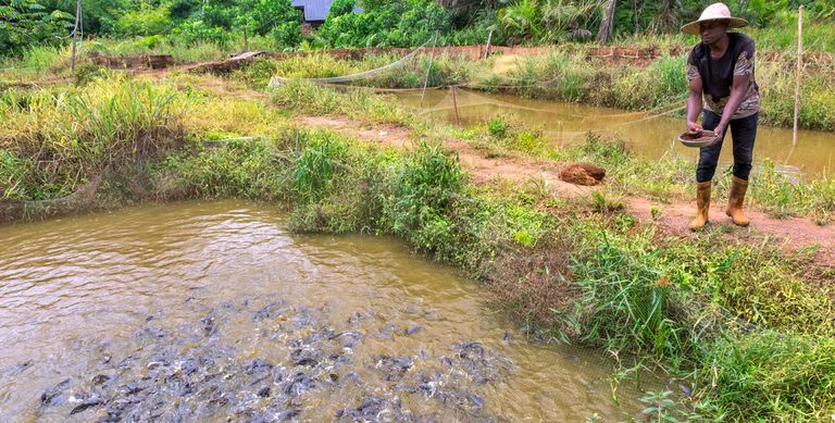 تعتمد البيئات الريفية في كينيا في جانب من نشاطها على تربية الأحياء المائية تحصل كينيا على ما يقرب من نصف الكهرباء من محطات الطاقة الحرارية الأرضية