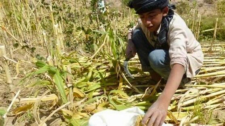 جانب من عملية جمع المحاصيل