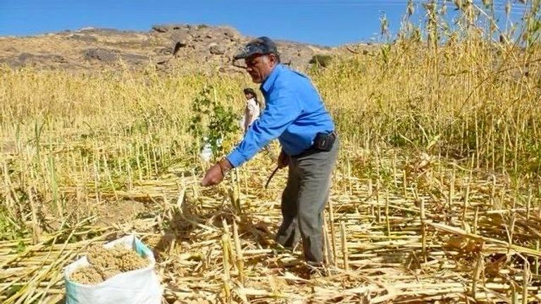 جانب من عملية جمع المحاصيل