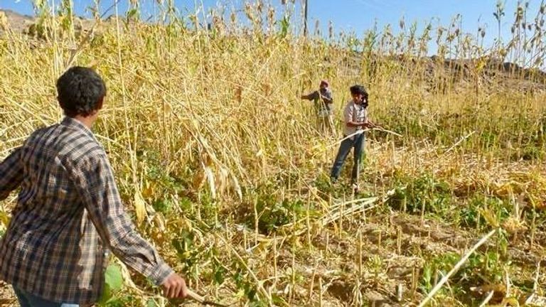 جانب من عملية جمع المحاصيل