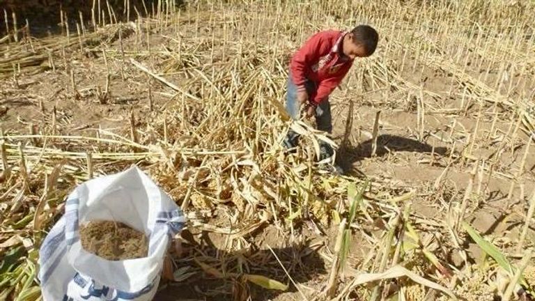 جانب من عملية جمع المحاصيل