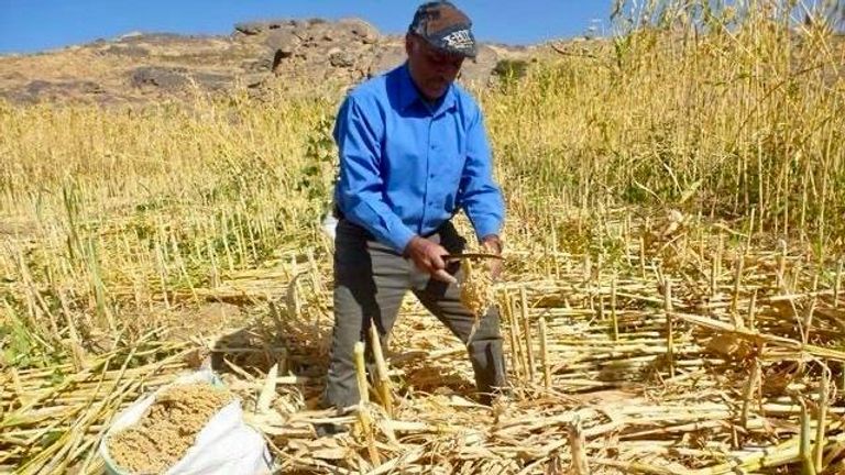 جانب من عملية جمع المحاصيل