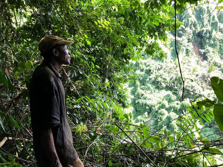 اشجار الموز في جزر القمر تكافح أو تموت بسبب تغير المناخ وتآكل التربة مزارع بجزر القمر يشير إلى بعض أشجار الموز في قرى أنجوان