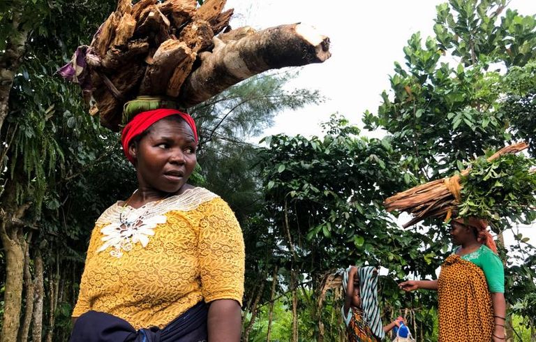 السكان المحليون بسبب الفقر يضطرون لقطع الأشجار للحصول على الأخشاب والحطب مزارع بجزر القمر يشير إلى بعض أشجار الموز في قرى أنجوان