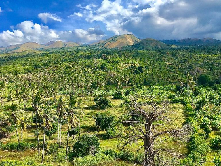 إزالة الغابات تجعل الأرض أكثر جفافاً مزارع بجزر القمر يشير إلى بعض أشجار الموز في قرى أنجوان