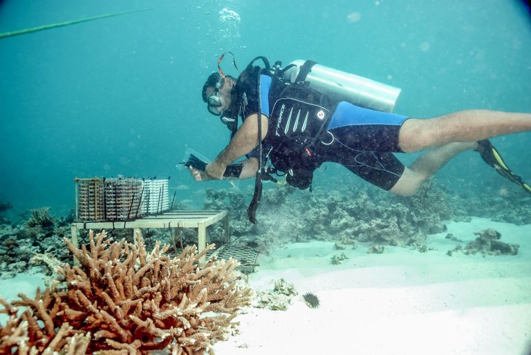 صيانة الشعاب المرجانية