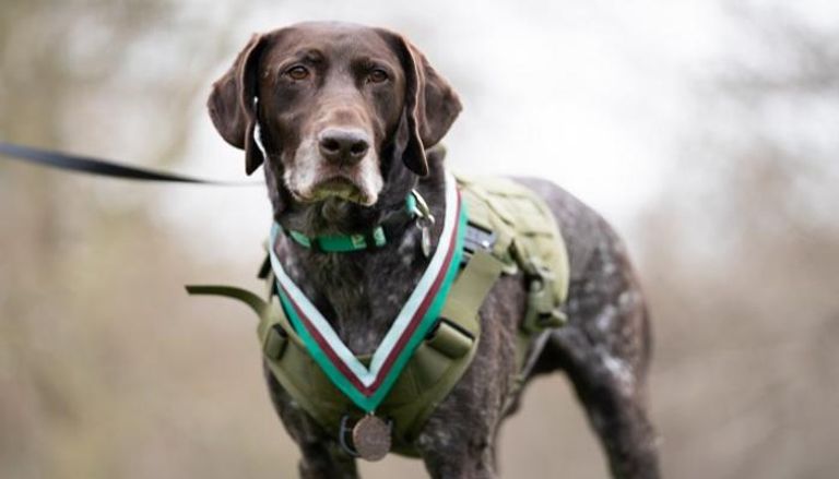 الكلب هيرتز بعد تكريمه - أرشيفية