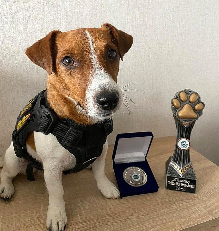 الكلب هيرتز بعد تكريمه - أرشيفية