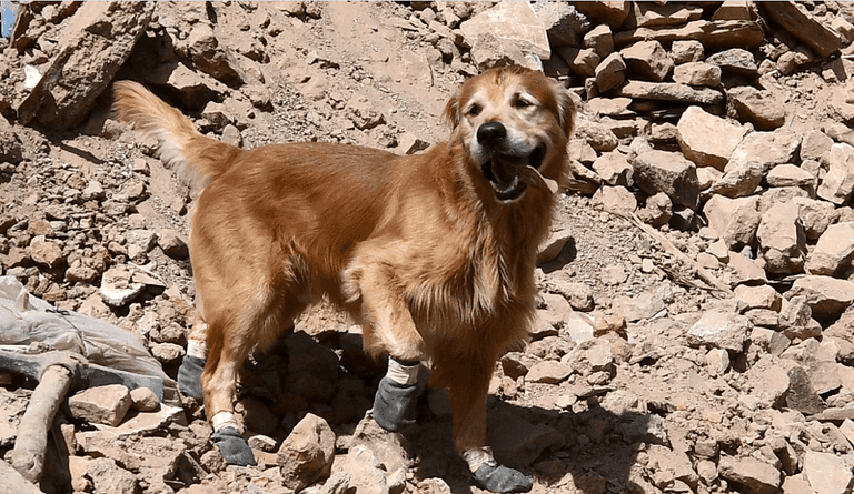 الكلب هيرتز بعد تكريمه - أرشيفية