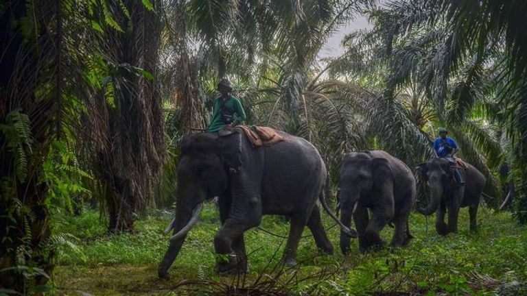الأفيال في كينيا تعير المناخ والصيد الجائر للأفيال يهدد بانقراضها