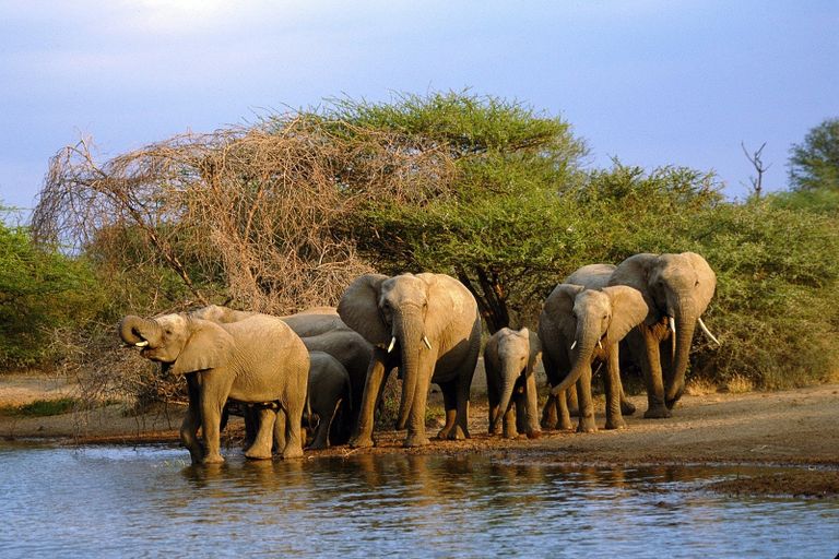 تغير المناخ يؤثر في سلوك الأفيال تعير المناخ والصيد الجائر للأفيال يهدد بانقراضها