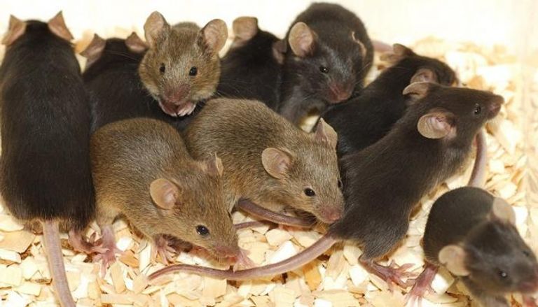 فئران - أرشيفية