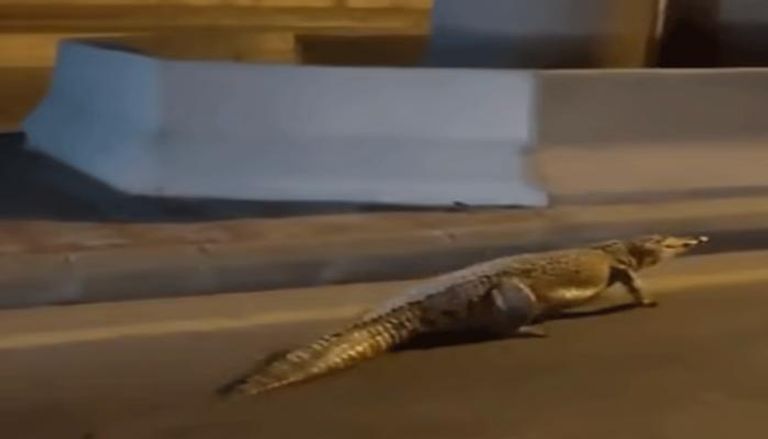 تمساح ضخم يتجول في شوارع القطيف