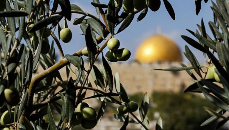 أشجار زيتون في القدس - أرشيفية