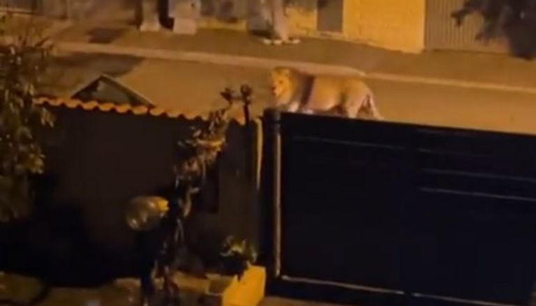 الأسد الهارب