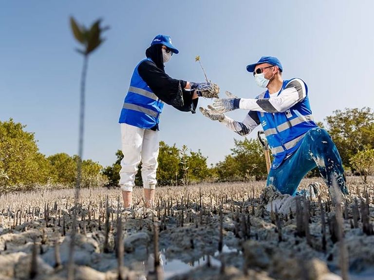 "أدنوك" بأن أشجار القرم تعتبر حلاً مناخياً مهماً قائماً على الطبيعة أدنوك تعزز استراتيجيتها للاستدامة