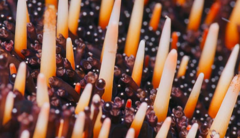 صورة مقربة لجسم قنافذ البحر السوداء