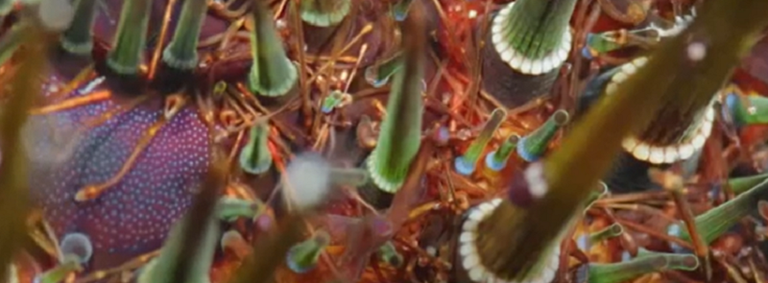 صورة مقربة لجسم قنافذ البحر السوداء