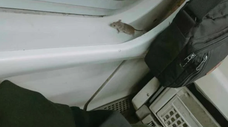 فأر- أرشيفية