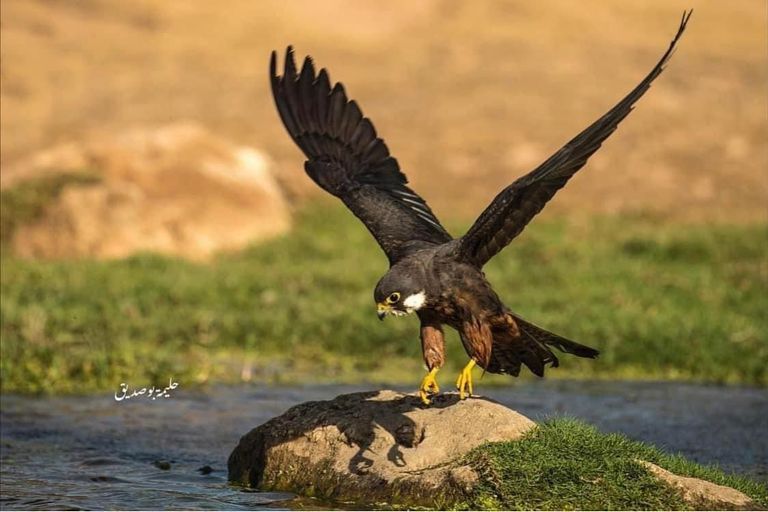 حليمة بوصديق شغوفة بالتصوير الفوتوغرافي للحياة البرية