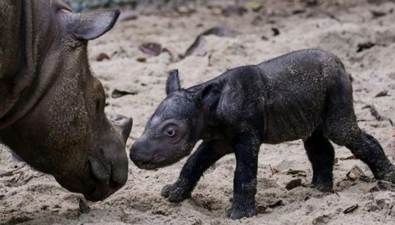 وحيد القرن الوليد رفقة أمه