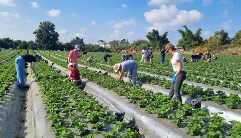 متطوعون في مزارع اسرائيلية