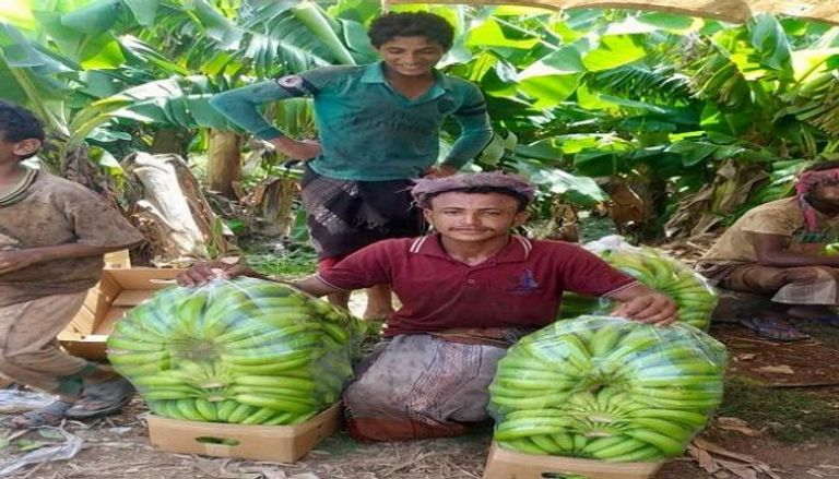 زراعة الموز في اليمن