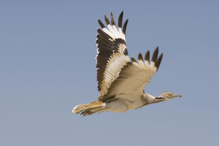 طائر الحبارى