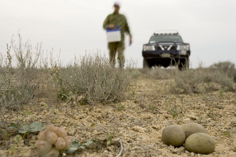 طائر الحبارى