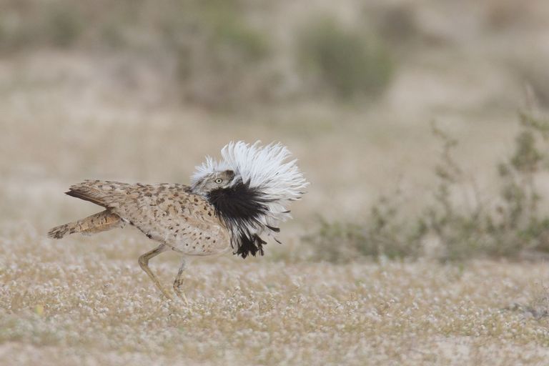 طائر الحبارى