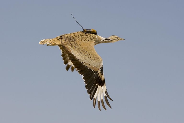 طائر الحبارى